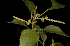 Acalypha fruticosa